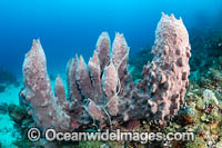 Sea Sponge (Xestospongia sp.). Photo taken in Kimbe Bay, Papua New Guinea.