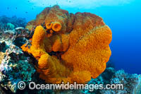 Sea Sponge (Phakellia flabellata). Photo taken in Kimbe bay, Papua New Guinea.