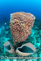 Giant Barrel Sponge (Xestospongia sp.). Photo taken in Kimbe Bay, Papua New Guinea.