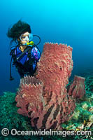 Diver observing a Giant Barrel Sponge (Xestospongia testudinaria). Kimbe Bay, Papua New Guinea.