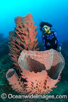 Diver observing a Giant Barrel Sponge (Xestospongia testudinaria), with Crinoid Feather Stars attached. Kimbe Bay, Papua New Guinea.
