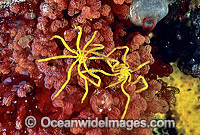 Sea Spider (Pseudopallene ambigua) on Bryozoan (Orthoscuticella ventricosa). Also known as Pycnogonida. Tasman Peninsula, Tasmania, Australia