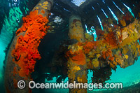 Colourful sea sponges and sea weeds decorate the pylons and cross beams under Blairgowrie Jetty. Port Phillip Bay, Mornington Peninsula, Victoria, Australia.