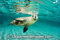 Australian Sea Lion Images