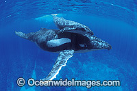 Humpback Whale (Megaptera novaeangliae) - mother with calf underwater. Found throughout the world's oceans in both tropical and polar areas, depending on the season. Classified as Vulnerable on the 2000 IUCN Red List.