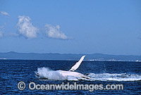 Humpback Whale (Megaptera novaeangliae) - breaching on surface. Hervey Bay, Queensland, Australia. Classified as Vulnerable on the IUCN Red List. Sequence: 2c