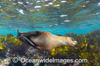 New Zealand Fur Seal (Arctocephalus forsteri). Montague Island, New South Wales, Australia. Classified Low Risk on the IUCN Red List.