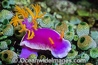 Pink Dorid Nudibranch (Chromodoris bullocki). Also known as Sea Slug. Bali, Indonesia