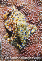 Greater Blue-ringed Octopus (Hapalochlaena lunulata). Found throughout the Indo-Pacific, including the Great Barrier Reef, Australia. An extremely venomous and dangerous tropical octopus.