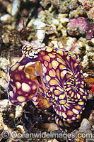 Mosaic Octopus (Abdopus abaculus). Found throughout the Indo-West Pacific, but rare. Photo taken off Anilao, Philippines. Within the Coral Triangle.