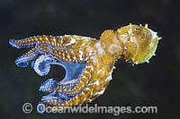 Day Octopus (Octopus cyanea), juvenile swimming. Found throughout the Indo-West Pacific. Photo was taken off Anilao, Philippines. Within the Coral Triangle.