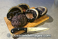 Blacklip Abalone (Haliotis rubra). Also known as Earshell. Highly prized by commercial fishery. South Eastern Australia