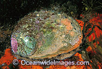 Blacklip Abalone (Haliotis rubra). Also known as Earshell. Highly prized by commercial fishery. South Eastern Australia