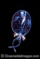 Glass Squid (FAMILY: Cranchiidae.) - juvenile - size: 40mm. Tasman Peninsula, Tasmania, Australia
