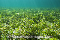 Seagrass (Amphibolis antarctica). Found in shallow sheltered sea beds on moderately exposed sand in temperate Australian waters. Photo taken at Edithburgh, York Peninsula, South Australia, Australia.