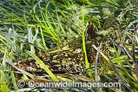 Flathead (Platycephalus sp.), resting in Sea Grass (Heterozostera tasmanica). Found throughout temperate Australian waters in shallow reefs and sea grass beds. Photo taken at Edithburgh, York Peninsula, South Australia, Australia.