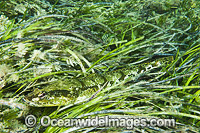 Rock Flathead (Platycephalus laevigatus), resting in Sea Grass (Heterozostera tasmanica). Also known as Grass Flathead. Found throughout temperate Australian waters in shallow reefs and sea grass beds. Edithburgh, York Peninsula, South Australia
