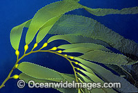 Giant Kelp (Macrocystis pyrifera) showing detail of Gas filled floats and Strap Leaves. Also known as Strap Kelp. Tasman Peninsula, Tasmania, Australia