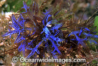 Red Sea Alga (Champia compressa). Coffs Harbour, New South Wales, Australia