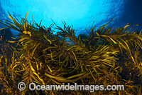 Marine Alga or Kelp (Phyllospora comosa). Common in shallow water around wave-swept sections of the south-eastern Australian coast, from Robe, SA, to Port Macquarie, NSW, and around Tas. Photo taken at Bicheno, Tas.