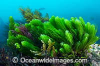 A variety of Marine Plants, Kelp and Alga photographed in coastal shallow water in Port Phillip Bay, Mornington Peninsula, Victoria, Australia.