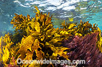 A variety of Marine Plants, Kelp and Alga photographed at Montague Island, New South Wales, Australia.