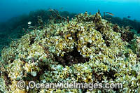 Funnelweed (Padina gymnospora). Great Barrier Reef, Queensland, Australia