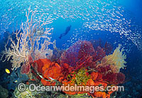 Scuba Diver exploring underwater seascape of Gorgonian Fan Corals, Sponge and baitfish. Indo-Pacific