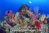 Giant Barrel Sponge, Gorgonian Fan Coral and Whip Coral. Great Barrier Reef, Queensland, Australia