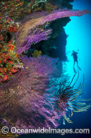 Underwater photographer exploring and photographing a tropical coral reef drop off decorated with soft corals at Christmas Island, Indian Ocean, Australia.