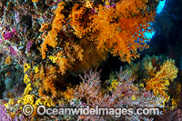 Underwater tropical coral reef cave decorated with soft corals at Christmas Island, Indian Ocean, Australia.
