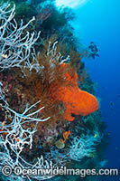 Diver exploring a reef drop off covered in Sea Sponges and Whip Corals. Kimbe Bay, Papua New Guinea.