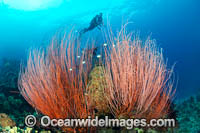 Diver exploring a clump of Whip Coral. Kimbe Bay, Papua New Guinea.