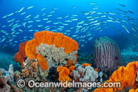 Colourful tropical reef scene, consisting of large Sea Sponges and schooling Fusiliers. Kimbe Bay, Papua New Guinea.