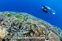 Diver exploring a tropical reef, consisting of Acropora Corals (Acropora sp.). Kimbe Bay, Papua New Guinea.