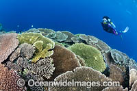 Diver exploring a tropical reef, consisting of Acropora Corals (Acropora sp.). Kimbe Bay, Papua New Guinea.