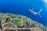 Snorkel Diver exploring a tropical reef, consisting of Acropora Corals (Acropora sp.). Kimbe Bay, Papua New Guinea.