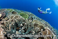Snorkel Diver exploring a tropical reef, consisting of Acropora Corals (Acropora sp.). Kimbe Bay, Papua New Guinea.
