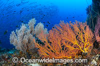 Tropical Reef Scene, consisting of Gorgonian Fan Corals and schooling Chevron Barracuda (Sphyraena qenie). Kimbe Bay, Papua New Guinea.