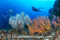Diver exploring a tropical reef, consisting of Gorgonian Fan Corals, schooling Chevron Barracuda and Trevally. Kimbe Bay, Papua New Guinea.