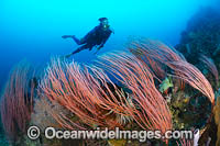 Diver exploring a tropical reef, covered in Red Whip Coral (Ellisella sp.). Kimbe Bay, Papua New Guinea.