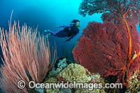 Diver observing Whip Corals and Gorgonia Fan Coral. Kimbe Bay, Papua New Guinea.