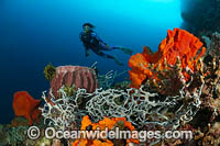 Diver observing a Giant Barrel Sponge (Xestospongia testudinaria) and other sea sponges. Kimbe Bay, Papua New Guinea.