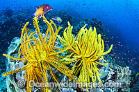 Colourful tropical reef scene, comprising of Crinoid Feather Stars, Soft Corals, a pair of Pacific Diana's Wrasse and masses of schooling Basslets. A typical reef scene found throughout the Indo-Pacific, including the Great Barrier Reef, Australia.