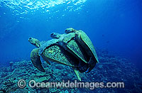 Mating Green Sea Turtles (Chelonia mydas) with secondary male. Great Barrier Reef, Queensland, Australia. Endangered species.