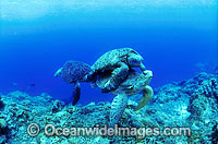 Mating Green Sea Turtles (Chelonia mydas) with secondary male in pursuit, during annual breeding season. Great Barrier Reef, Queensland, Australia. Found in tropical and warm temperate seas worldwide. Listed on the IUCN Red list as Endangered species.