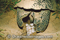 Nesting female Green Sea Turtle (Chelonia mydas) depositing eggs during annual breeding season. Heron Island, Great Barrier Reef, Queensland, Australia. Found in tropical and warm temperate seas worldwide. Endangered species on the IUCN Red list.