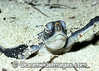 Green Sea Turtle (Chelonia mydas) hatchling emerging from sand nest. Heron Island, Great Barrier Reef, Queensland, Australia. Found in tropical and warm temperate seas worldwide. Listed on the IUCN Red list as Endangered species.