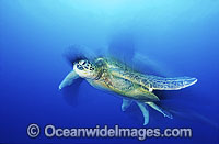 Green Sea Turtle (Chelonia mydas). Endangered species. Great Barrier Reef, Queensland, Australia. Found in tropical and warm temperate seas worldwide. Listed on the IUCN Red list as Endangered species.
