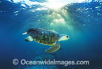 Loggerhead Sea Turtle (Caretta caretta). Heron Island, Great Barrier Reef, Queensland, Australia. Found in tropical and warm temperate seas worldwide. Endangered species listed on IUCN Red list.